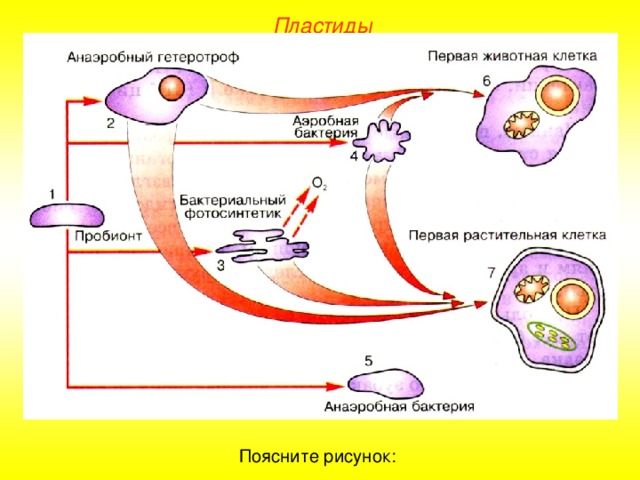 Пластиды Поясните рисунок: