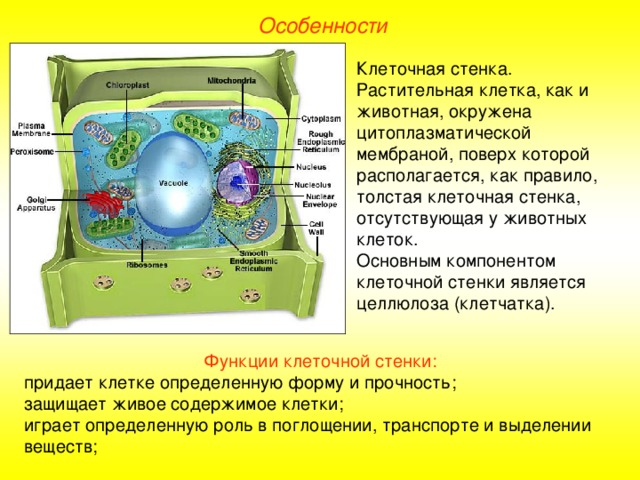 Особенности Клеточная стенка. Растительная клетка, как и животная, окружена цитоплазматической мембраной, поверх которой располагается, как правило, толстая клеточная стенка, отсутствующая у животных клеток. Основным компонентом клеточной стенки является целлюлоза (клетчатка). Функции клеточной стенки: придает клетке определенную форму и прочность; защищает живое содержимое клетки; играет определенную роль в поглощении, транспорте и выделении веществ;