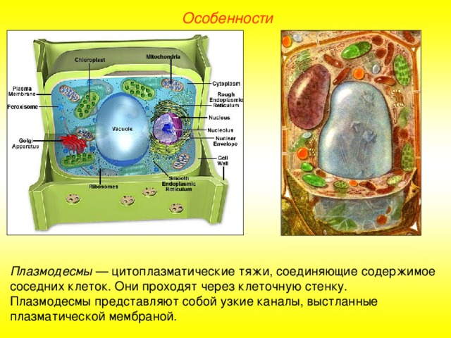 Особенности Плазмодесмы — цитоплазматические тяжи, соединяющие содержимое соседних клеток. Они проходят через клеточную стенку. Плазмодесмы представляют собой узкие каналы, выстланные плазматической мембраной.