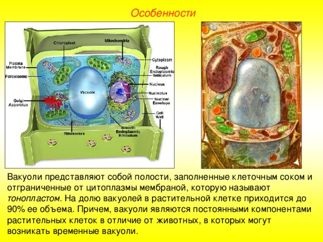Особенности Вакуоли представляют собой полости, заполненные клеточным соком и отграниченные от цитоплазмы мембраной, которую называют тонопластом . На долю вакуолей в растительной клетке приходится до 90% ее объема. Причем, вакуоли являются постоянными компонентами растительных клеток в отличие от животных, в которых могут возникать временные вакуоли.