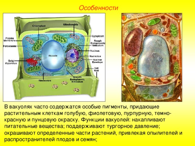 Особенности В вакуолях часто содержатся особые пигменты, придающие растительным клеткам голубую, фиолетовую, пурпурную, темно-красную и пунцовую окраску. Функции вакуолей: накапливают питательные вещества; поддерживают тургорное давление; окрашивают определенные части растений, привлекая опылителей и распространителей плодов и семян;