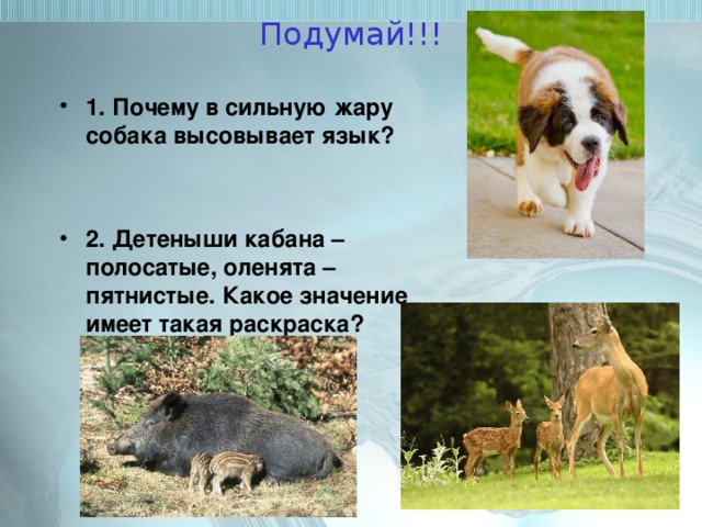 Подумай!!! 1. Почему в сильную жару собака высовывает язык?   2. Детеныши кабана – полосатые, оленята – пятнистые. Какое значение имеет такая раскраска? 