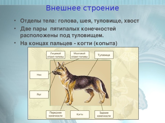 Внешнее строение Отделы тела: голова, шея, туловище, хвост Две пары пятипалых конечностей расположены под туловищем. На концах пальцев - когти (копыта) 