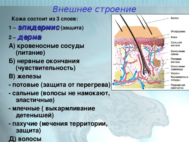 Внешнее строение  Кожа состоит из 3 слоев: 1 – эпидермис (защита) 2 – дерма А) кровеносные сосуды (питание) Б) нервные окончания (чувствительность) В) железы - потовые (защита от перегрева) - сальные (волосы не намокают, эластичные) - млечные ( выкармливание детенышей) - пахучие (мечения территории, защита) Д) волосы 