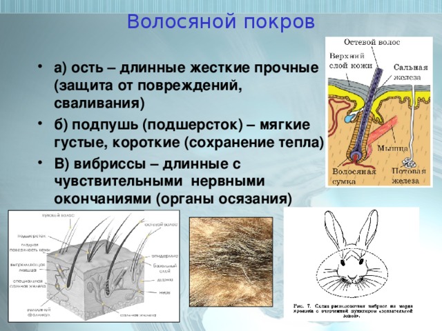 Используя рисунок 66 составьте план сообщения о внутреннем строении млекопитающих