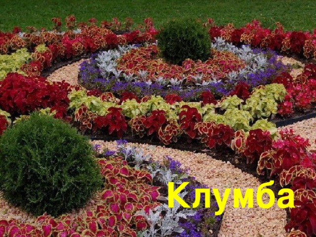   Клумба  Клумба  Клумба  Клумба 