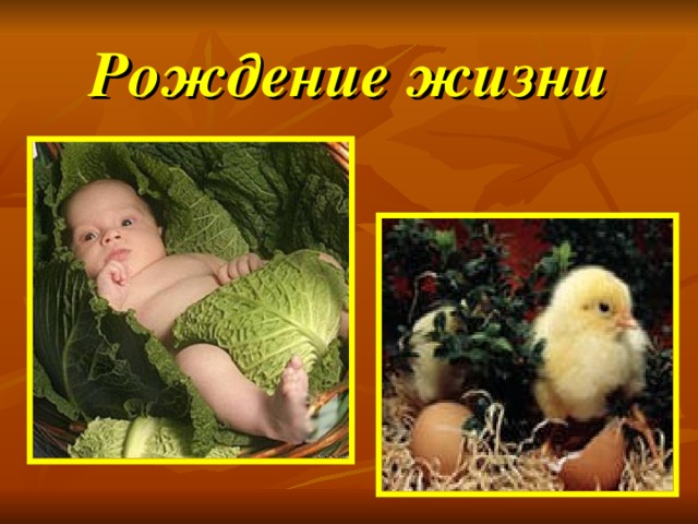 Рождение жизни 