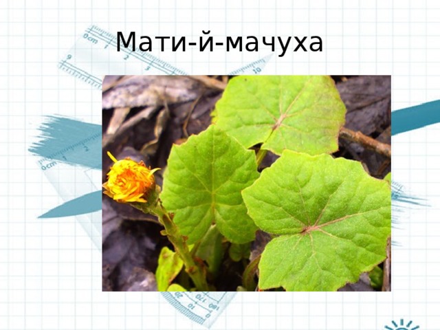 Мати-й-мачуха 