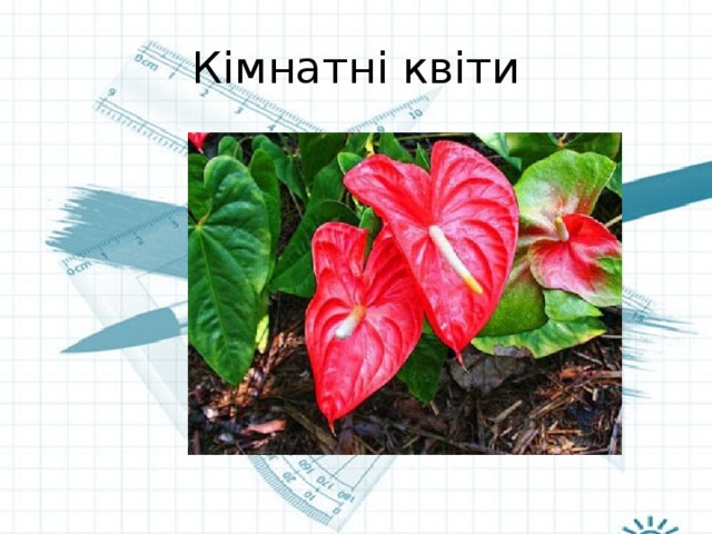 Кімнатні квіти 