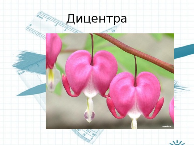 Дицентра 