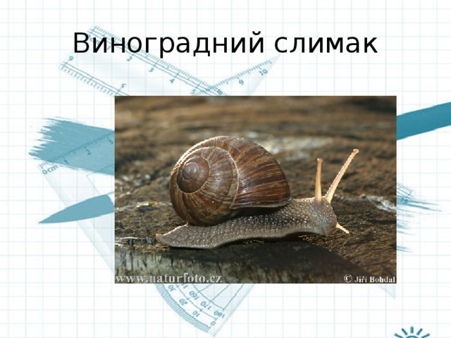 Виноградний слимак 