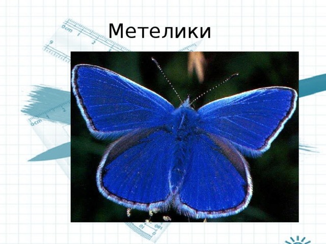 Метелики 
