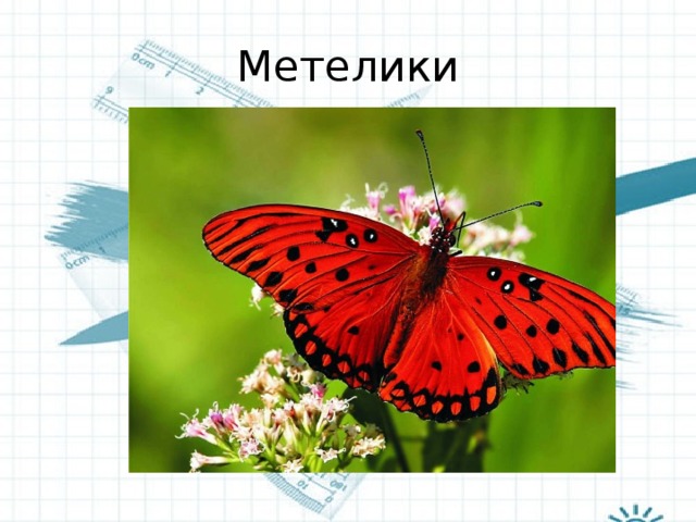 Метелики 