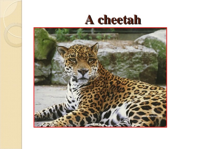 A cheetah 