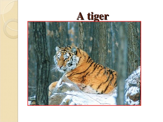 A tiger 