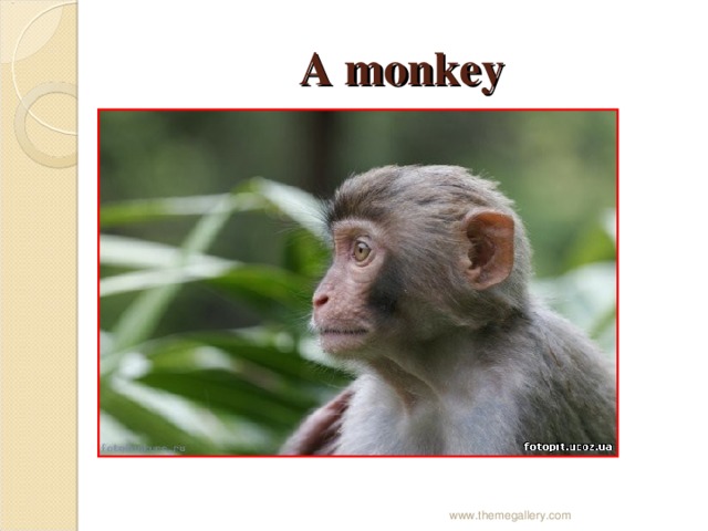 A monkey www.themegallery.com 