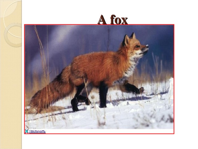 A fox 