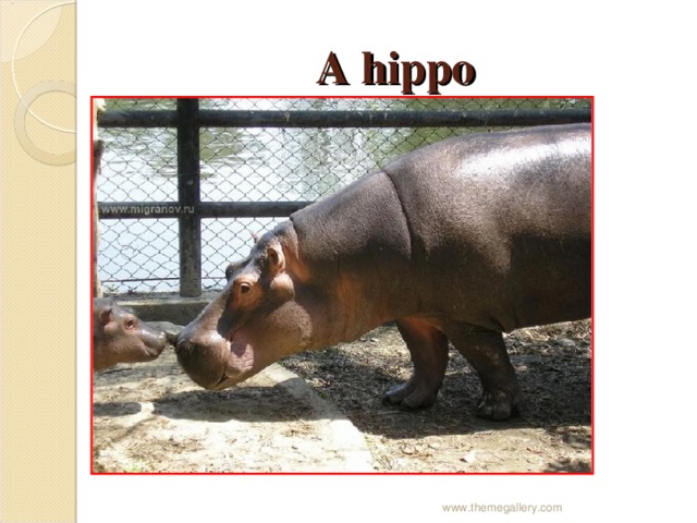 A hippo www.themegallery.com 