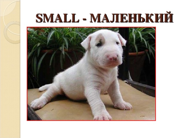 SMALL - МАЛЕНЬКИЙ 