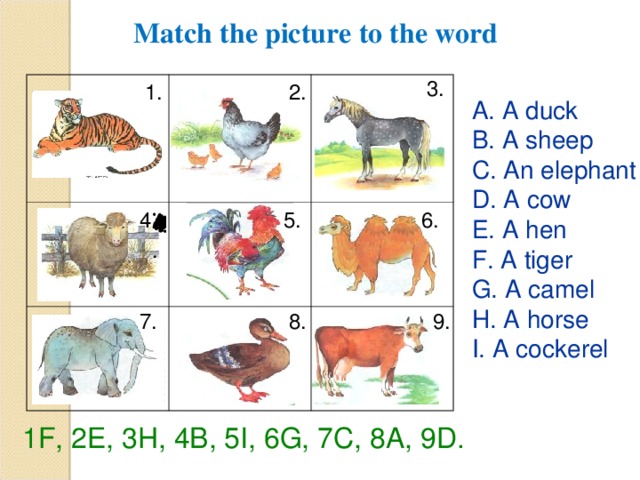  Match the picture to the word 3. 1. 2. A. A duck B. A sheep C. An elephant D. A cow E. A hen F. A tiger G. A camel H. A horse I. A cockerel 4. 6. 5. 4. 7. 8. 9. 1F, 2E, 3H, 4B, 5I, 6G, 7C, 8A, 9D. 