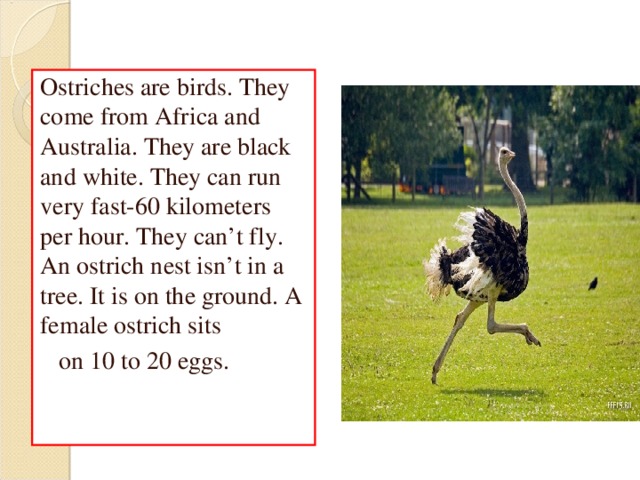    Ostriches   Ostriches are birds. They come from Africa and Australia. They are black and white. They can run very fast-60 kilometers per hour. They can’t fly. An ostrich nest isn’t in a tree. It is on the ground. A female ostrich sits  on 10 to 20 eggs. 