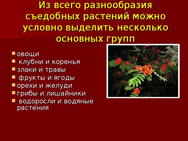 Из всего разнообразия съедобных растений можно условно выделить несколько основных групп