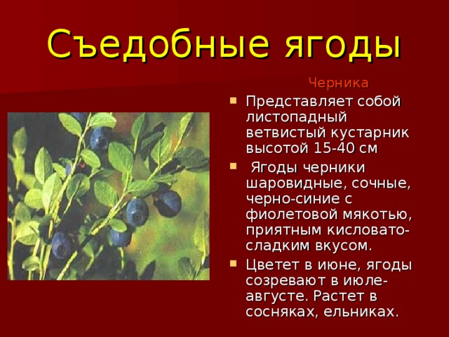 Съедобные ягоды Черника