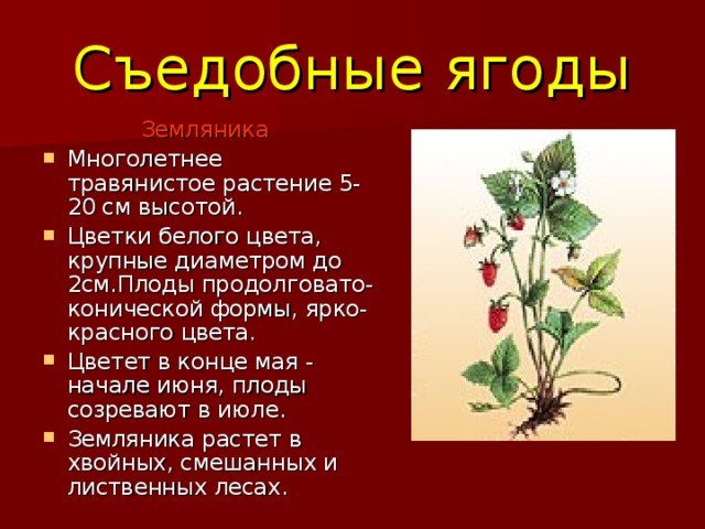 Съедобные ягоды Земляника