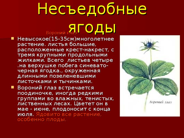 Несъедобные ягоды Вороний глаз 