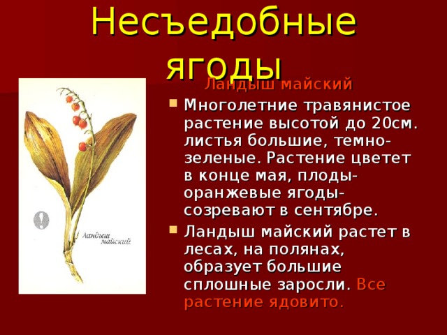 Несъедобные ягоды Ландыш майский     
