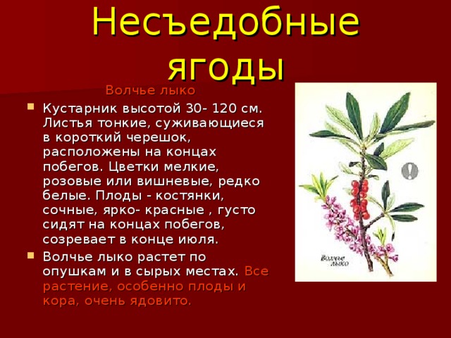 Несъедобные ягоды Волчье лыко