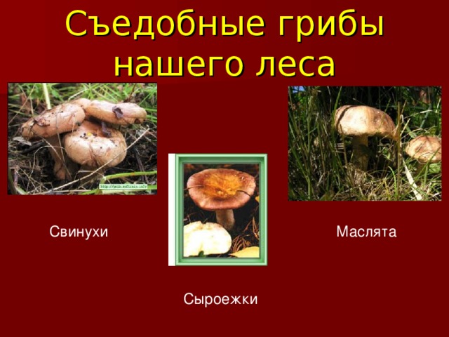 Съедобные грибы нашего леса Свинухи Маслята Сыроежки