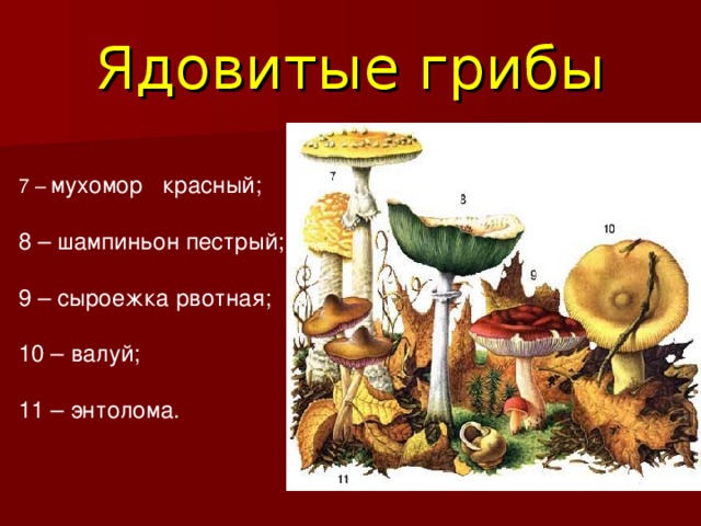 Ядовитые грибы 7 – мухомор красный;   8 – шампиньон пестрый;   9 – сыроежка рвотная;   10 – валуй;   11 – энтолома.