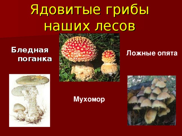 Ядовитые грибы наших лесов Бледная поганка Ложные опята Мухомор
