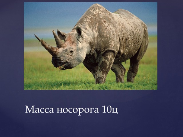 Масса носорога 10ц 