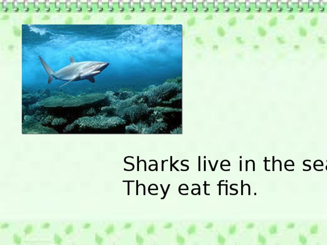 Sharks live in the sea. They eat fish. 