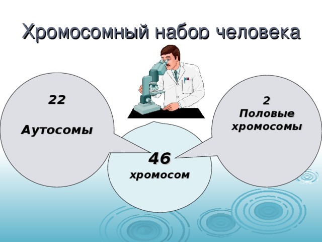 Хромосомный набор человека 22  Аутосомы 2 Половые хромосомы 46 хромосом