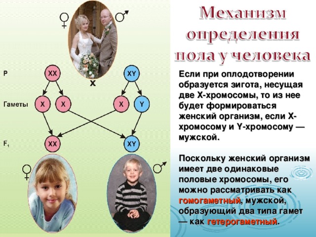 Если при оплодотворении образуется зигота, несущая две Х-хромосомы, то из нее будет формироваться женский организм, если Х-хромосому и Y -хромосому — мужской.  Поскольку женский организм имеет две одинаковые половые хромосомы, его можно рассматривать как гомогаметный , мужской, образующий два типа гамет — как гетерогаметный .