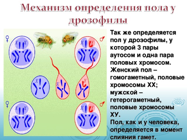 Так же определяется пол у дрозофилы, у которой 3 пары аутосом и одна пара половых хромосом. Женский пол – гомогаметный, половые хромосомы ХХ; мужской – гетерогаметный, половые хромосомы ХУ. Пол, как и у человека, определяется в момент слияния гамет.