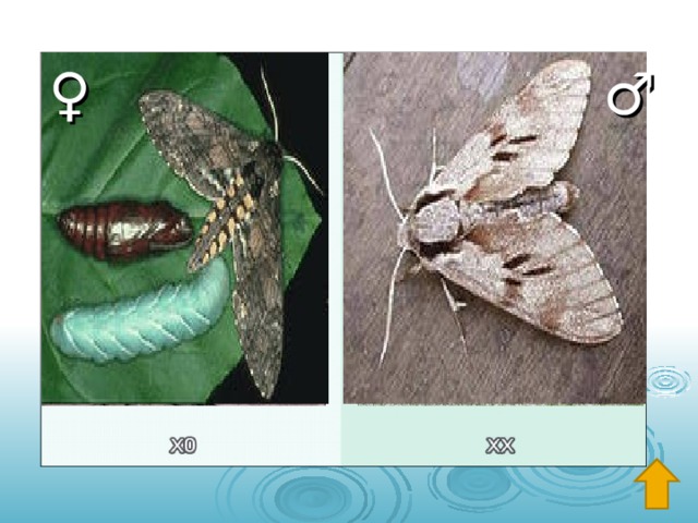 ♀ ♂