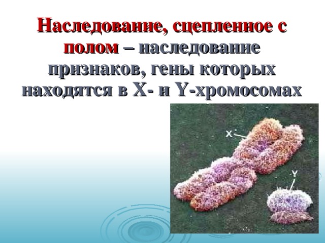 Наследование, сцепленное с полом – наследование признаков, гены которых находятся в Х- и Y -хромосомах