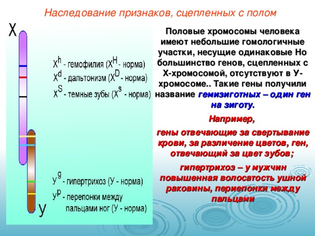 Наследование признаков, сцепленных с полом Половые хромосомы человека имеют небольшие гомологичные участки, несущие одинаковые Но большинство генов, сцепленных с Х-хромосомой, отсутствуют в У-хромосоме.. Такие гены получили название гемизиготных – один ген на зиготу . Например, гены отвечающие за свертывание крови, за различение цветов, ген, отвечающий за цвет зубов; гипертрихоз – у мужчин повышенная волосатость ушной раковины, периепонки между пальцами