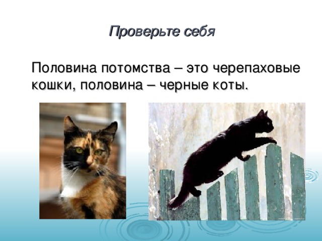 Проверьте себя  Половина потомства – это черепаховые кошки, половина – черные коты.