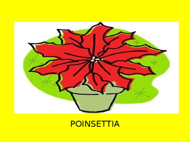 POINSETTIA 
