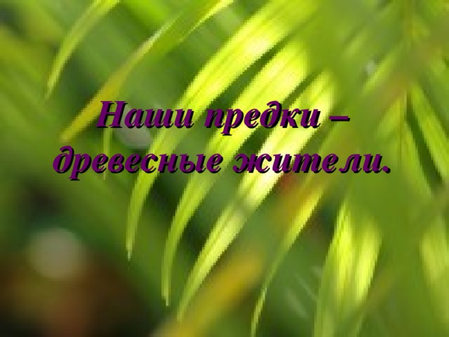 Наши предки – древесные жители. 