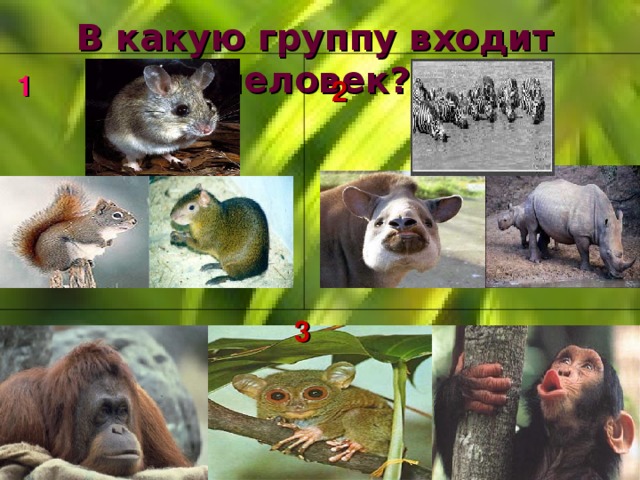 В какую группу входит человек? 1 2 3 