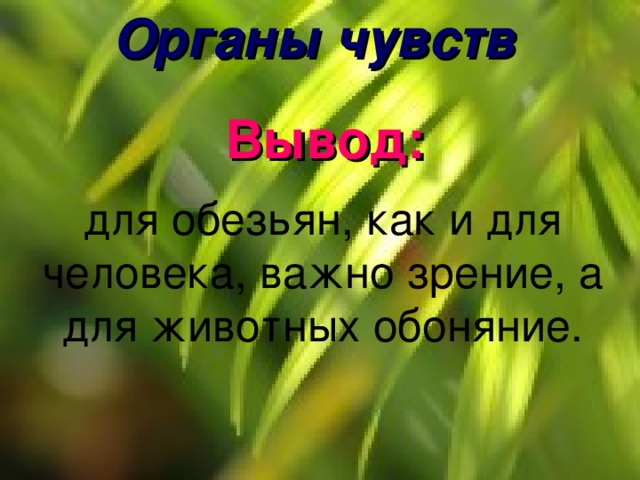 Органы чувств Вывод: для обезьян, как и для человека, важно зрение, а для животных обоняние. 