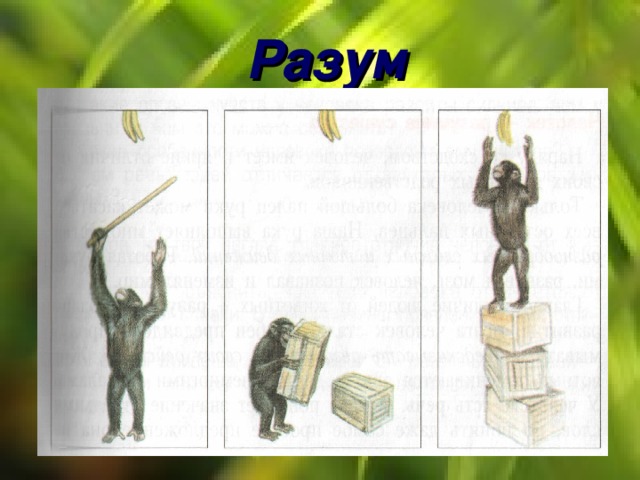 Разум 