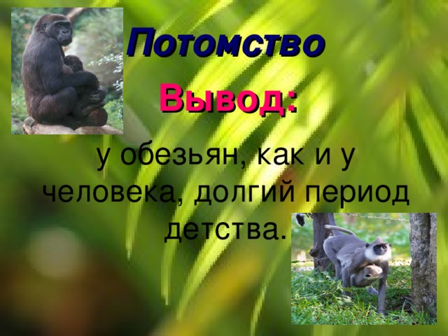 Потомство Вывод: у обезьян, как и у человека, долгий период детства. 
