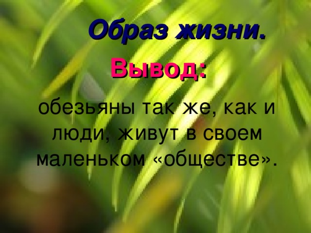 Образ жизни. Вывод: обезьяны так же, как и люди, живут в своем маленьком «обществе». 